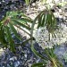 Palm-leaf Begonia (plant) thumbnail