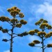 Agave - flower thumbnail