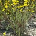 Yellow Yarrow thumbnail