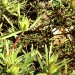 Conebush - Stream  (plant)	 thumbnail