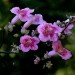 Pink trumpet vine thumbnail