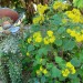 Velvet Groundsel  (plant)	 thumbnail