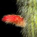 Red Columnar Cactus (flower)	 thumbnail