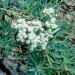 Buckwheat - Santa Cruz Island  (plant) thumbnail