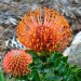 Protea, pincushion thumbnail