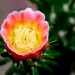 Protea (flower) thumbnail