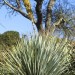 Hidalgo Sotol (plant) thumbnail