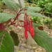 Fuchsia Gartenmeister Bonstedt thumbnail