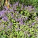 Plectranthus	 thumbnail