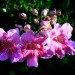 Pink trumpet vine	 thumbnail