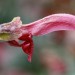 Beach sage = Golden salvia (flower) thumbnail