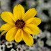  Burr marigold	 thumbnail