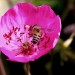 Rock purslane (flower) thumbnail