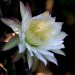 Peruvian apple cactus	 thumbnail