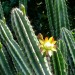 Peruvian apple cactus	 thumbnail