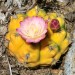 Unidentified spherical cactus (flower) thumbnail