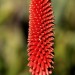 Aloe - Zimbabwe (flower) thumbnail