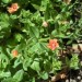 Scarlet Pimpernel thumbnail