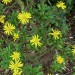 Euryops = Shrub Daisy	 thumbnail