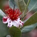 Pineapple guava = Guavasteen (flower) thumbnail