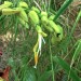 The Imperial Bromeliad - flower	 thumbnail