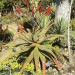 Aloe - Zimbabwe (plant)	 thumbnail