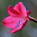 Red crinum	 thumbnail