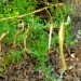 Puya ferruginea thumbnail