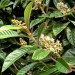 Loquat	 thumbnail