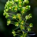 Spurge, Upright Myrtle = Gopher (flower)		 thumbnail