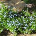 Marguerite - Blue (plant)	 thumbnail