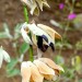 Andean silver-leaf sage thumbnail