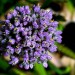 Portuguese squill (flower) thumbnail