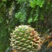 Bunya bunya pine thumbnail