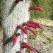 Silver torch cactus (plant) thumbnail