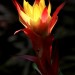 Guzmania	 thumbnail