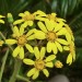 Giant Leopard Plant 	 thumbnail