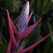 Red Bromeliad (flower)		 thumbnail