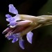 Aechmea unidentified  (flower) thumbnail