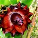 Ornamental Banana thumbnail