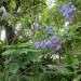 Jacaranda thumbnail