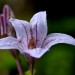 Forest bell bush (flower) thumbnail