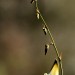 Puya ferruginea (flower) thumbnail