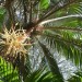 Norfolk Island Palm thumbnail