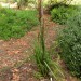 Saw sedge thumbnail