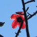 Cotton tree (flower) thumbnail