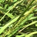 Spikey rush thumbnail