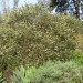 Ceanothus - Warty-stem (plant) thumbnail