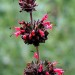 Sage - Hummingbird (flower) thumbnail