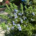 Rosemary (plant) thumbnail